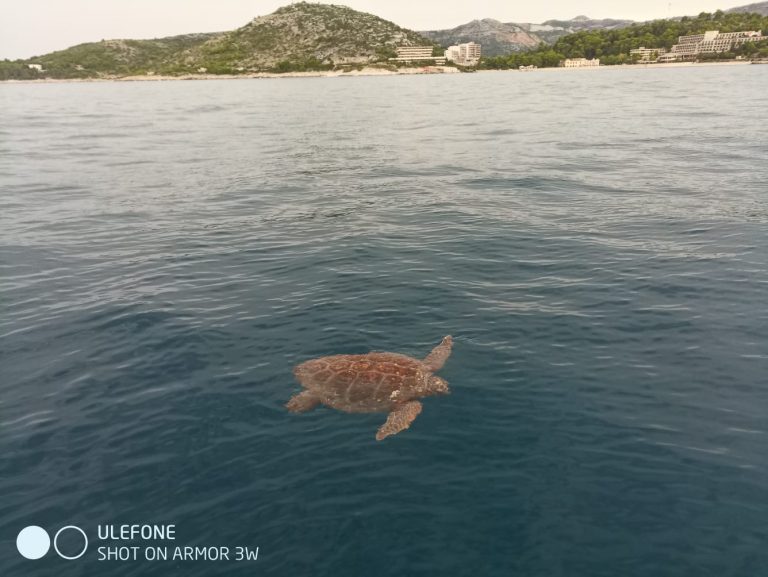 Morska kornjača u Župskoj uvali