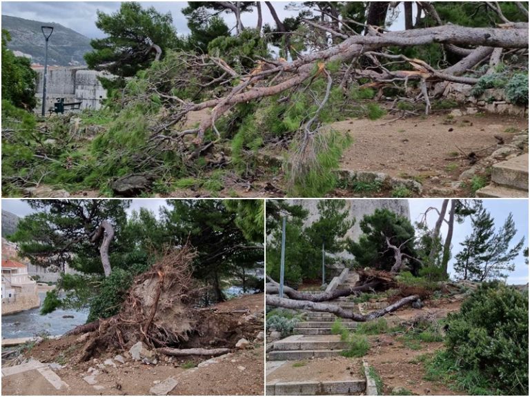 POSLJEDNICE NEVREMENA Srušeni borovi podno Lovrijenca