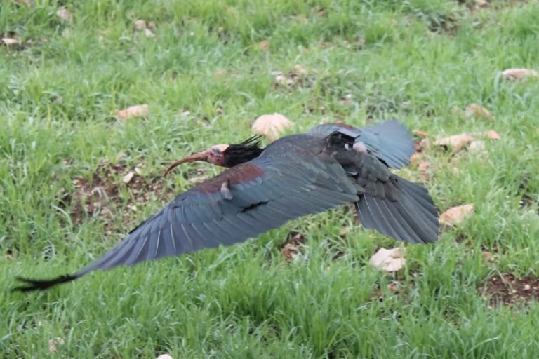Udruga Biom o uginuću ženke ćelavog ibisa kod Opuzena: Gipsy najvjerojatnije nastrijeljena, o svemu smo obavijestili policiju