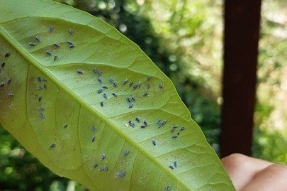 ZABRINJAVAJUĆE štetni narančin moljac pronađen u Opuzenu, alarm zbog nasada u ostatku Neretve