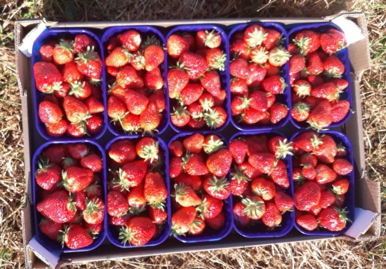 Oprez! Poznata trgovina povlači jagode: “Ne konzumirajte ih!”