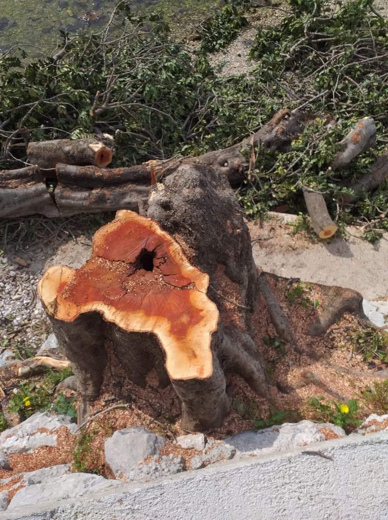 FOTO/Zatonjani u šoku: Bez najave i objašnjenja posjekli rogač njihove mladosti