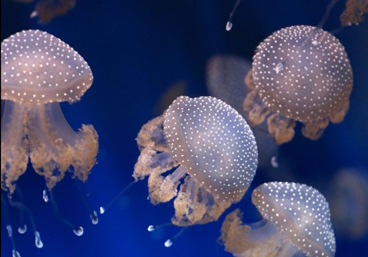 Što učiniti ako vas opeče meduza?