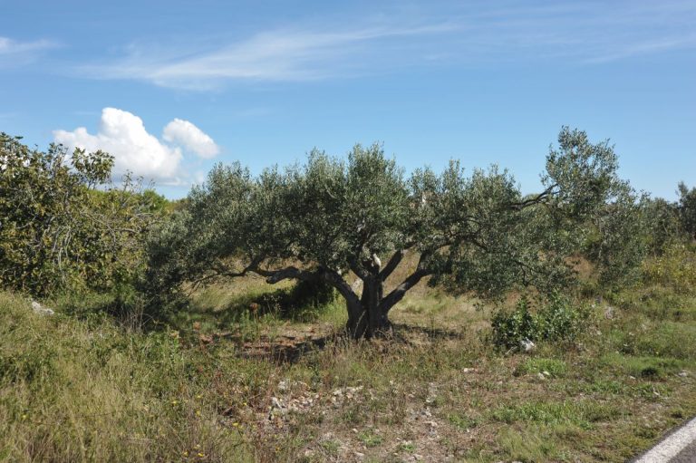 MASLINAR Je li dobro gnojiti masline nakon berbe?