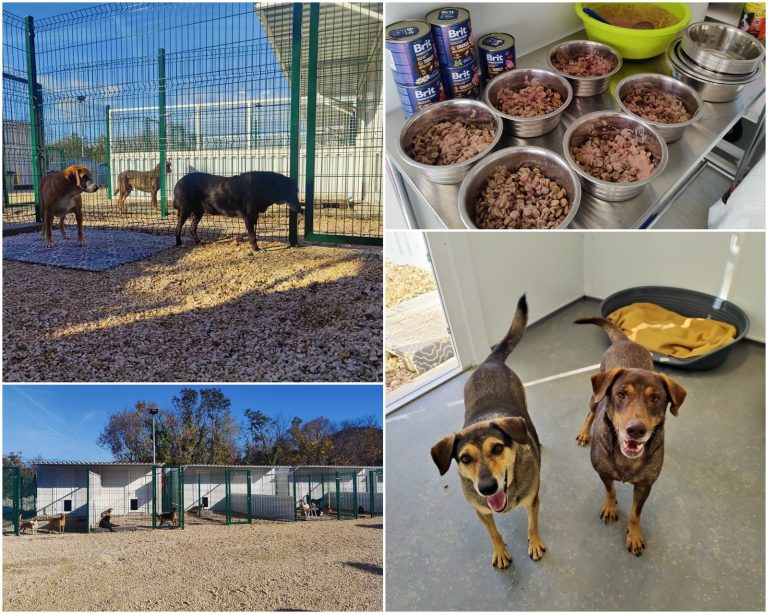 Sklonište za nezbrinute životinje dobilo dozvolu za rad, premješteni svi psi sa Žarkovice