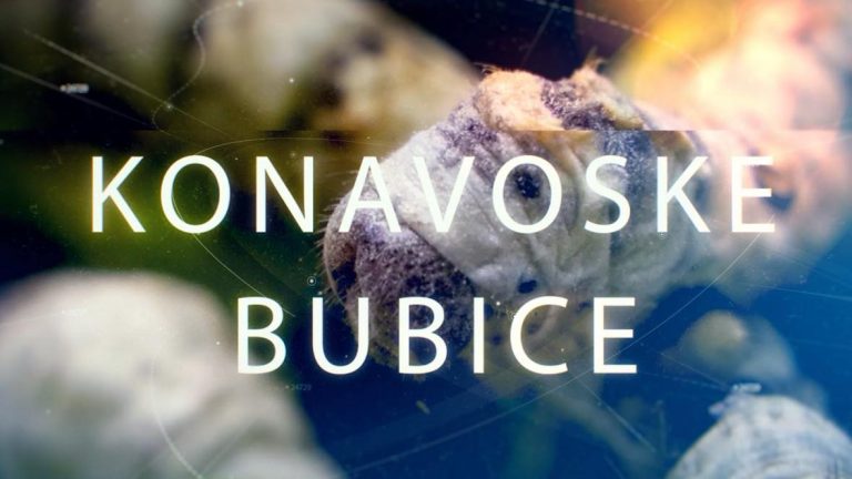 PREMIJERA dokumentarnog filma “Konavoske bubice” na Grudi!