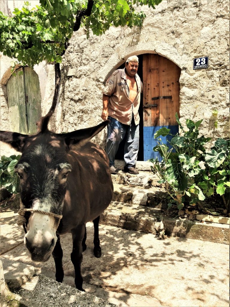 Ivan Bamba Čumbelić, mljetski pjesnik i mudrac napisao je divan oproštaj od svoje magarice sa stotinu imena: i na Mljetu osta samo jedan tovar