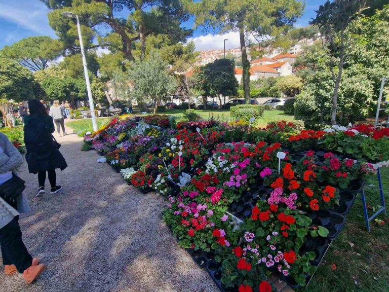 Proljeće je tu… idemo po nove sadnice, počinje Dubrovnik Flower Market