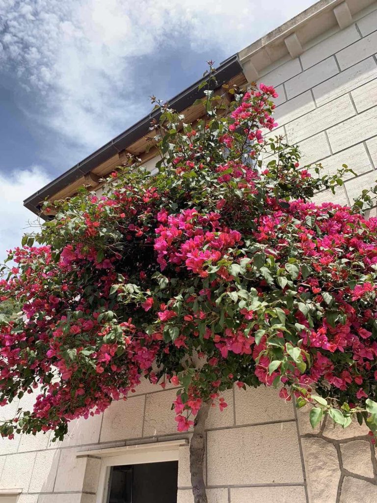 Đardin Marije Prkačin u Lozici cijeli je dan u suncu i usprkos tome u njemu cvjetaju najdraže joj hortenzije