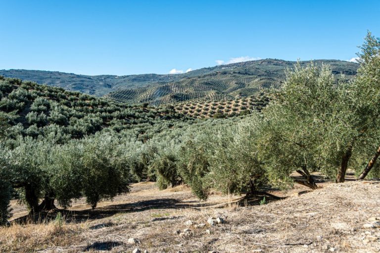 Maslina! Njezino Visočanstvo koje spaja cijeli Mediteran