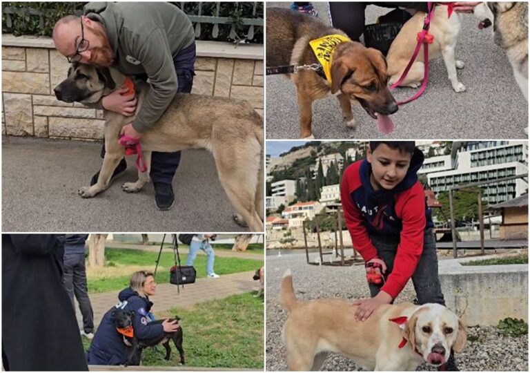 VIDEO: Pogledajte kako su danas psi iz dubrovačkog azila uživali u šetnji s građanima u Lapadu