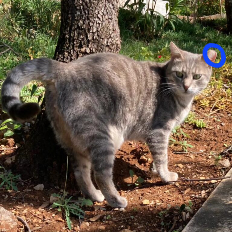 POZIV SUGRAĐANIMA: Kastracija uličnih maca!