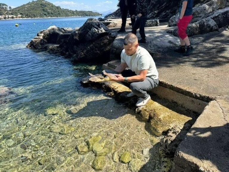 Sreća je progutala udicu, a sad je potpuno oporavljena i zdrava vraćena u more na Mljetu