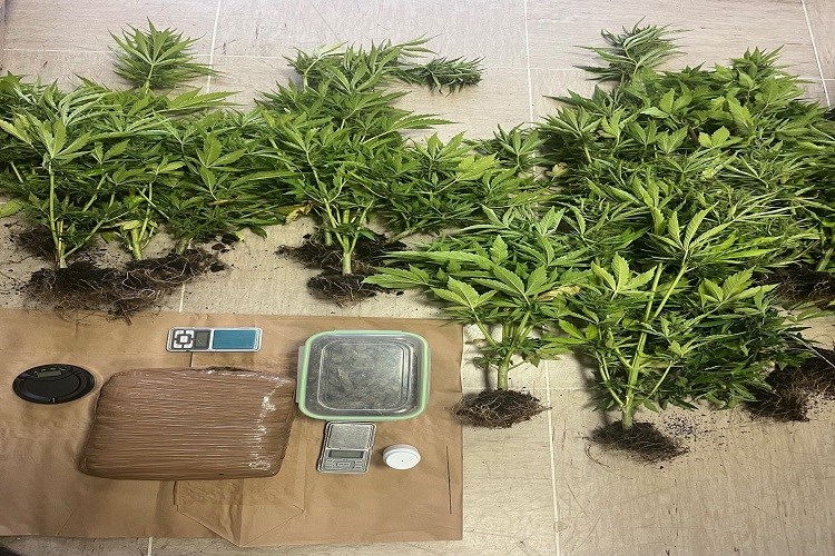 Na Korčuli policija pretragom obiteljske kuće pronašla oko 1,5 kg marihuane i 17 stabljika cannabis sative