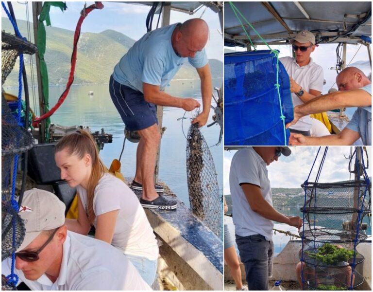 Započeo pilot projekt zajedničkog uzgoja školjki i algi u Malostonskom zaljevu