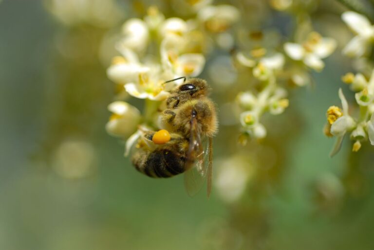 Propolis je dobar za masline – evo zašto