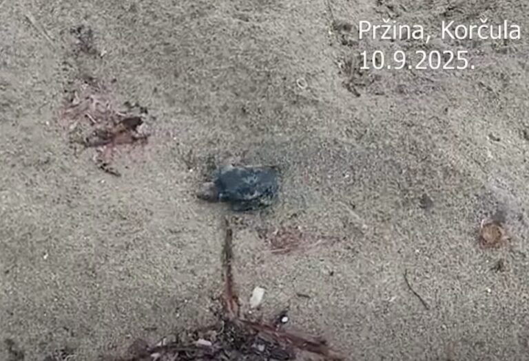 VIDEO: Na Korčuli otkriveno prvo gnijezdo glavate želeve u Hrvatskoj