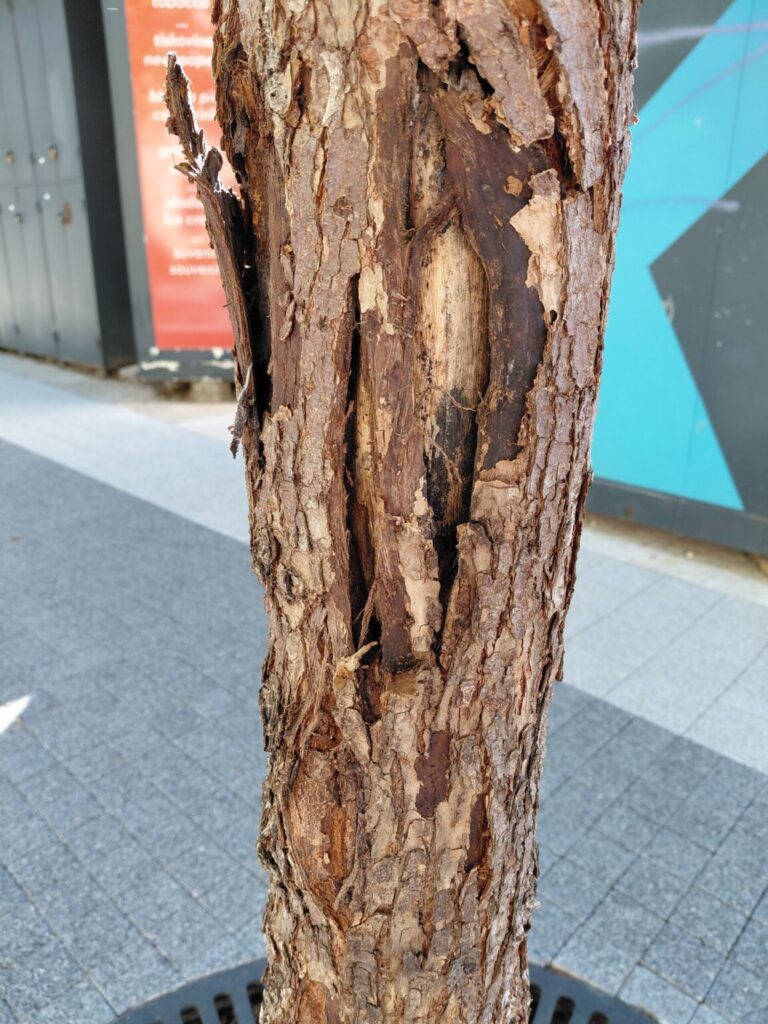 Treba li nakon 4 mjeseca ukloniti brijestove “na Bulevaru”? Iz Vrtlara stiže odgovor: nema razloga za zabrinutost