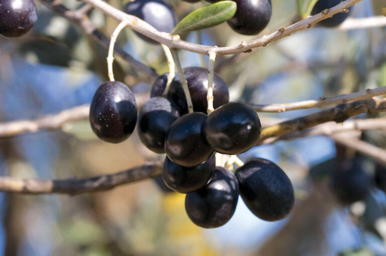 Ovo je crnica, u Konavlima je poznata stoljećima, a zovu je i lažljivicom
