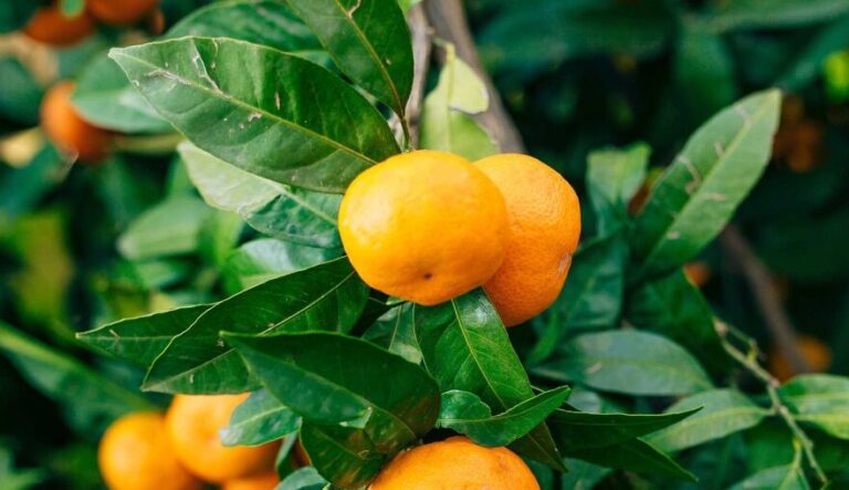 Preporuka Povjerenstva za mandarine: Berba i otkup ranih sorti može početi