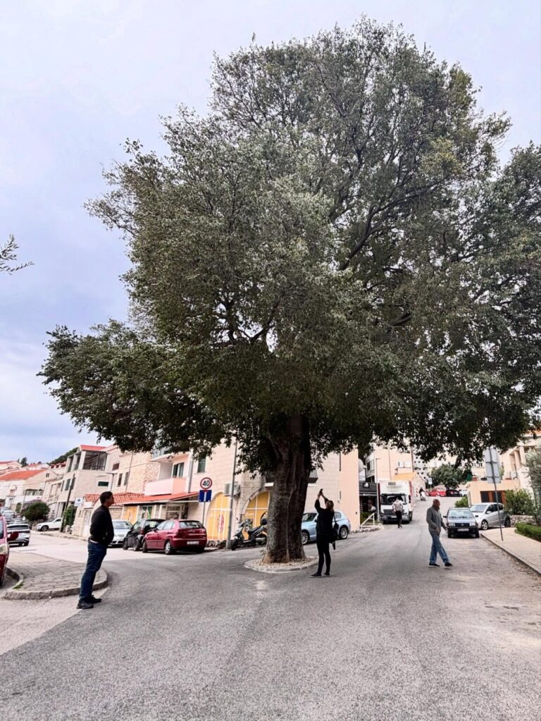 SUTRA se UKLANJA velika stara košćela, javljaju iz “Vrtlara”