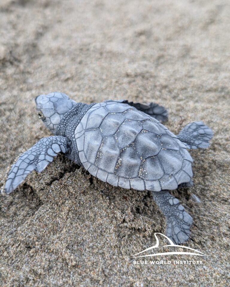 LIJEPA VIJEST Na plaži u Lumbardi uočene novoizlegle glavate želve