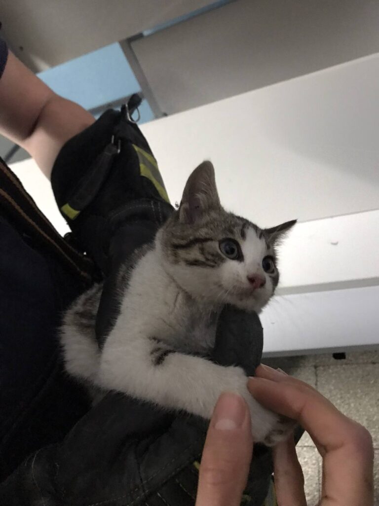 Učenici Pomorsko – tehničke škole spasili mačku. Zavukla se u motor automobila i nije znala izaći