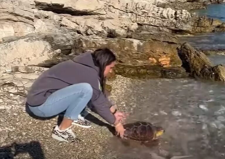 Nika, ozlijeđena glavata želva, nakon rehabilitacije puštena natrag u more na Mljetu