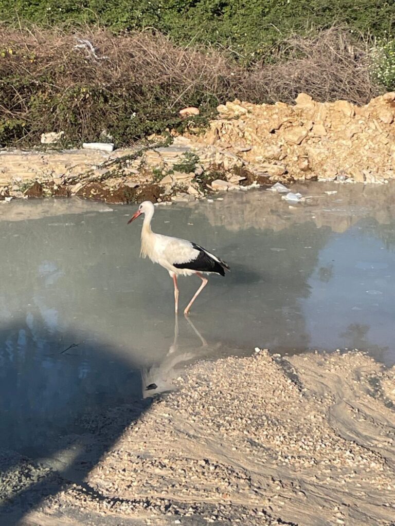 Roda u Župi dubrovačkoj privukla fokus javnosti. Evo u kakvom je stanju i zbog čega se zadržala u našim krajevima