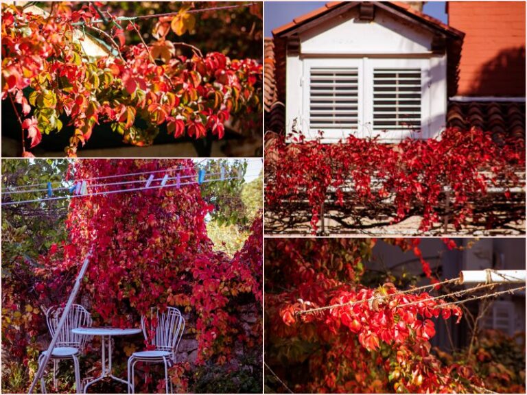 FOTO: Ima li što ljepše od odrina i loze u jesen?