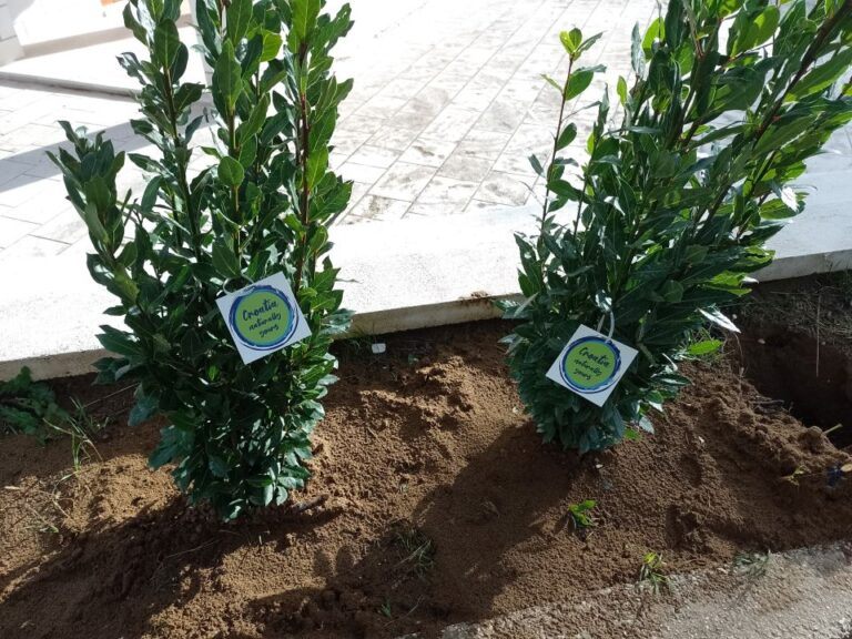 U okviru projekta “Hrvatska prirodno tvoja” na Mljetu posađeno 16 sadnica