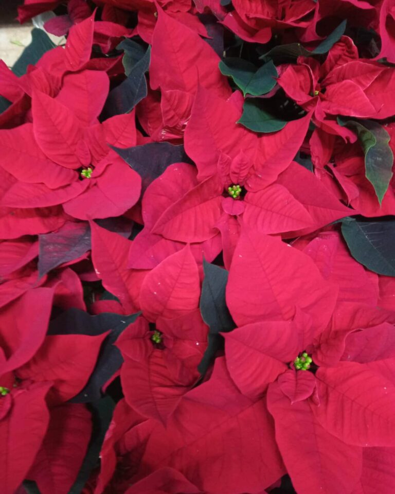 ADVENT SUSRETA I RAZLIČITOSTI Prezentacija Dubrovačke kolende i Božićnih običaja stranim radnicima