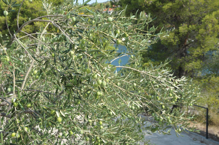 Novi Maslinar: Cijene zakupa poljoprivrednog zemljišta blago porasle