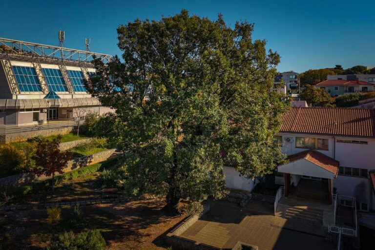 Započinje natjecanje Europsko stablo 2026. godine – podržite hrvatskog predstavnika Kostrenski hrast