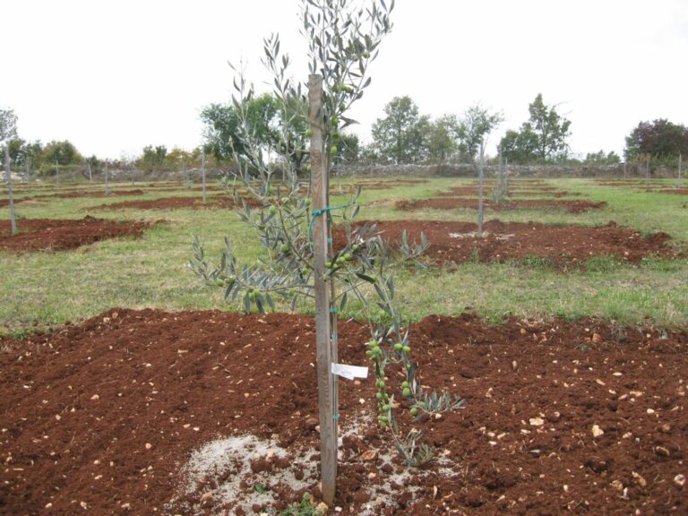 Kako dobro pripremiti teren za sadnju maslina?