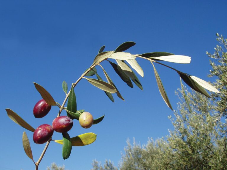 Novi Maslinar: Ako sadite strane sorte, evo na što trebate pripaziti