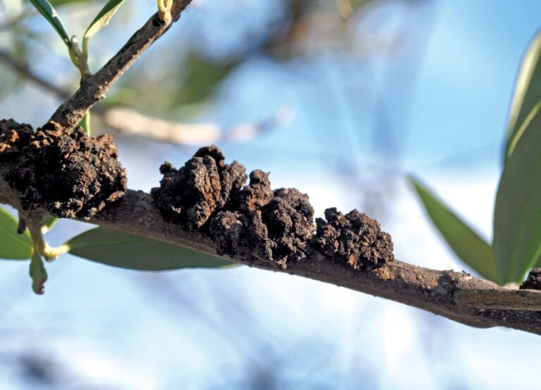 MASLINAR: Zaraženi alat širi rak masline