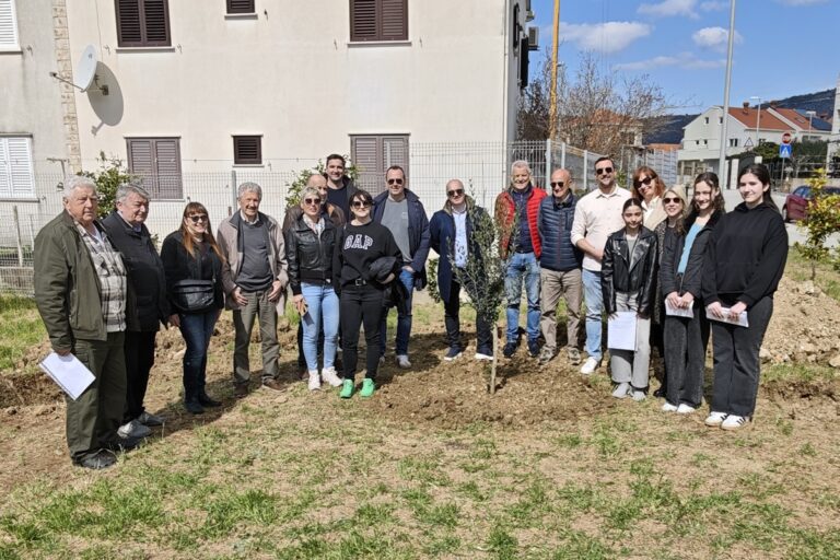 Rotary klub Dubrovnik već 25 godina besplatno dijeli sadnice maslina