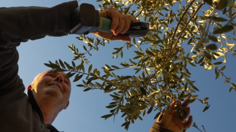 REZIDBA MASLINA Četiri opasnosti vrebaju u maslinicima