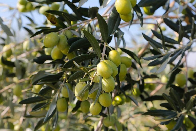 Poziv na demonstraciju rezidbe maslina u konavoskim maslinicima