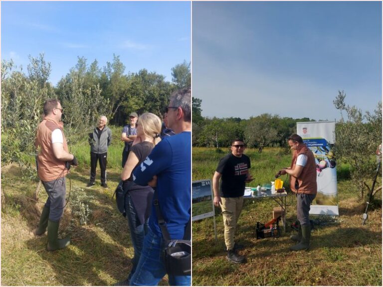 U Krućici održana radionica rezidbe i navrćanja maslina