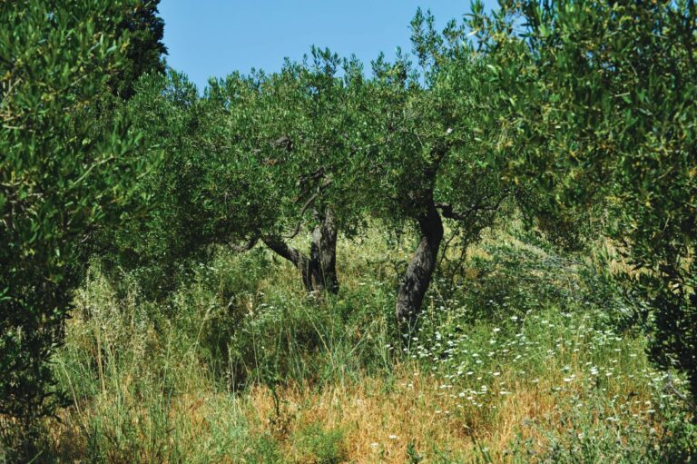 “Posadio sam masline jer oko njih nema posla”. Netočno!