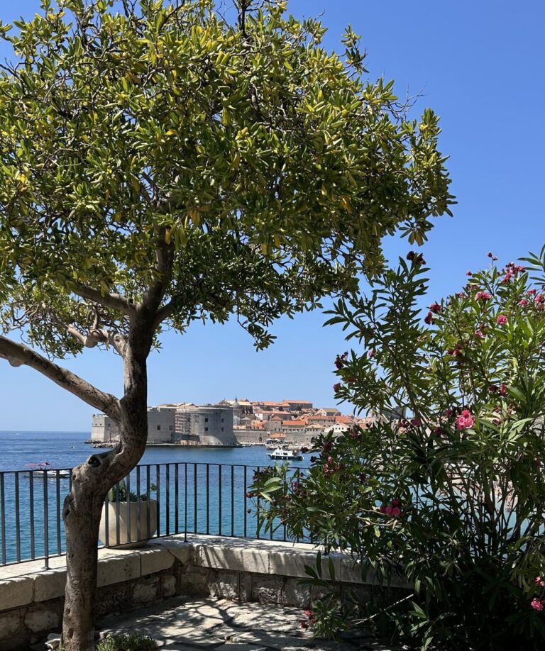 ZELENI DUBROVNIK Ta stara bugenvilija koja se ispreplela uz elegantni čempres, stvara rijedak i dojmljiv prizor