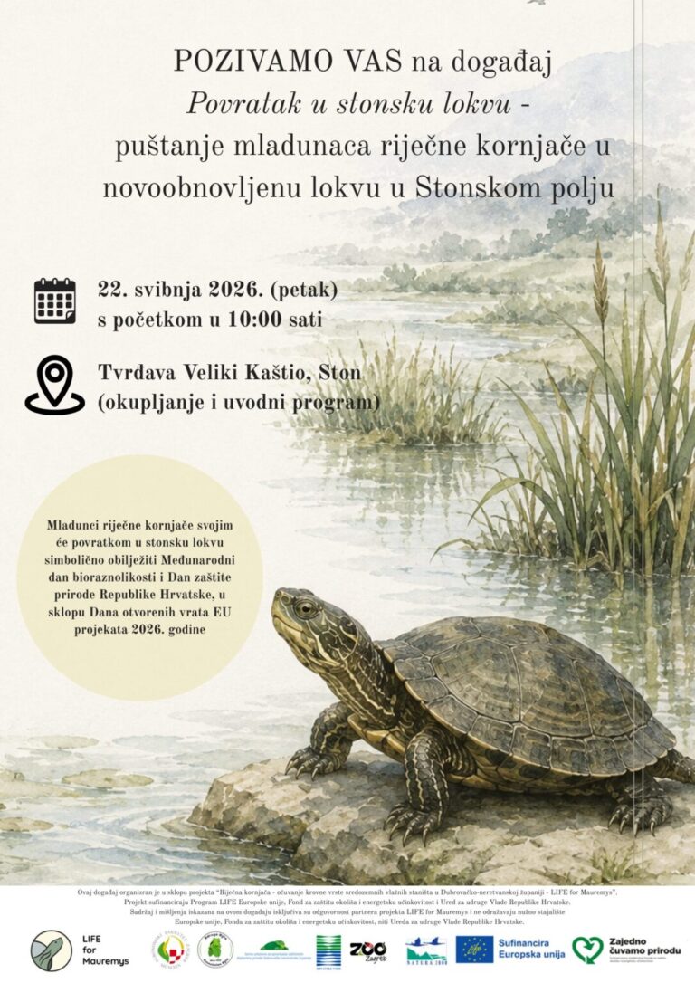 DOGAĐAJ U STONU Mladunci riječne kornjače se vraćaju u stonsku lokvu