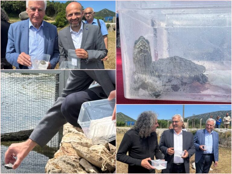 U Stonu obilježen Međunarodni dan bioraznolikosti: pušteni mladunci riječne kornjače u obnovljenu lokvu