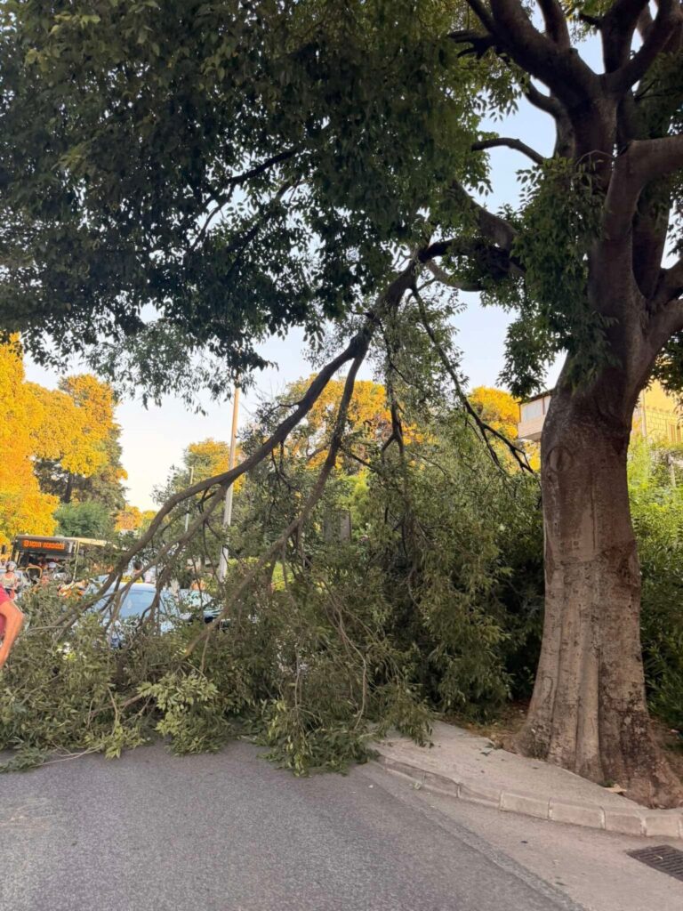 FOTO: U Vukovarskoj ulici velika grana pala na cestu
