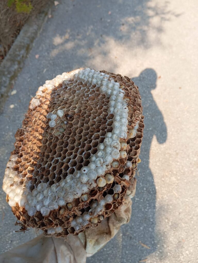 U potkrovlju kuće u Konavlima uselili se opasni gosti. Pogledajte ovo gnijezdo stršljena